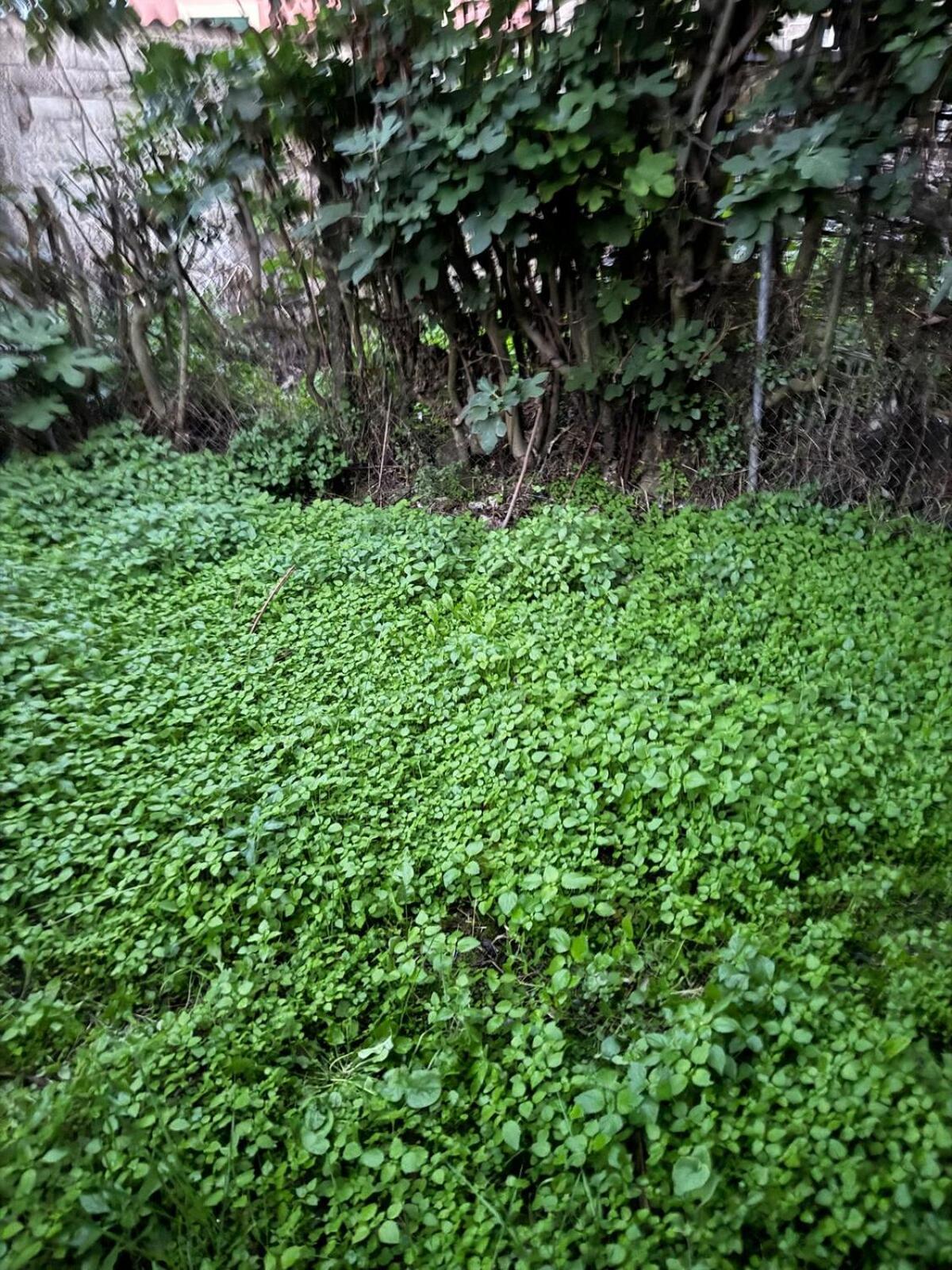 Sofia's Bella Vista Pagoi